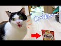 パスタが欲しくておしゃべりが止まらない猫