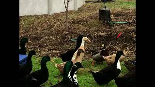 Redneck Hippy Duck Farmer - Created By Jason D.