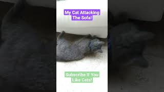 My Cat Attacking The Sofa! #cat #video #viral #shorts #short