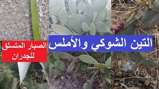 كيفيه زراعه الروزماري والصبار والتين الشوكي   How to grow rosemary, cactus and prickly pear