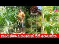 කාබනික වගාවෙන් පිරි ගෙවත්ත අද Organic gardening today