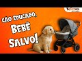 Como Apresentar o Bebê ao Cachorro — Guia Completo Antes do Nascimento