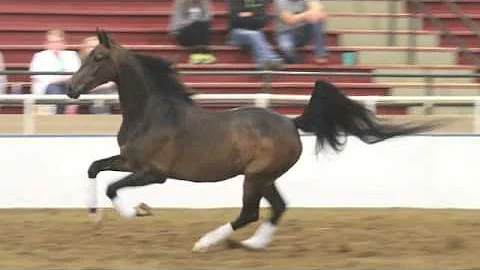 JSN Manolo Blahnik Half Arabian Gelding