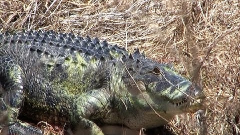 Atlatl Pig Hunt in Florida and Hancock Lake Hike