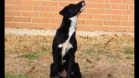 Ramona the Border Collie sits "still" for almost 4...