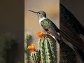 A Hummingbird Cries Out Over the Dust #birdsounds #naturesounds #hummingbird #birds #wildlife