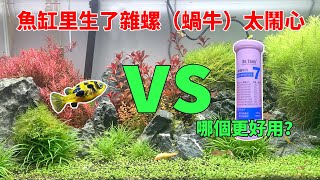 魚缸里生了雜螺蝸牛太鬧心生物除螺VS藥物除螺到底哪個更好用|Which method is better to remove the snail in the fish tank.