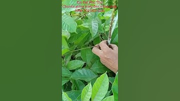 Chia sẻ thực tế kỹ thuật ghép trám đen giống (p3).