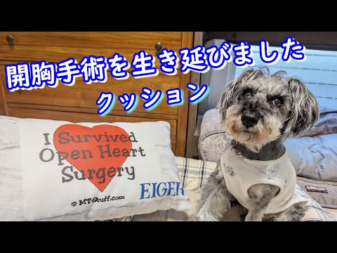 アメリカのサイトでオーダーメイド！術後一ヶ月ぶりのお散歩