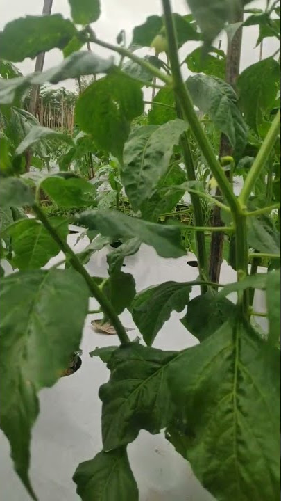 Cabe kaliber umur 2 bulan