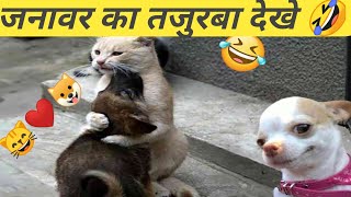 Funniest Cats And Dogs Videos 😁 - Best Funny Animal Videos 2023 🥰 Part 161