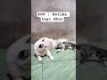 Ketika Lagi Akur #cat #viralvideo #shorts