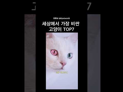 세상에서 가장 비싼 고양이 TOP7  #cat #고양이 #고양이일상 #귀여운영상  #묘기  #아기고양이