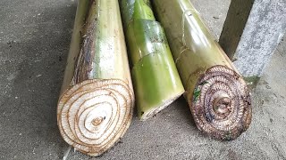 mengolah debong pisang untuk pakan ternak babi tanpa fermentasi