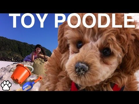 toy-poodle---fun-facts-about-the-toy-poodle---a-tutorial-by-cooking-for-dogs