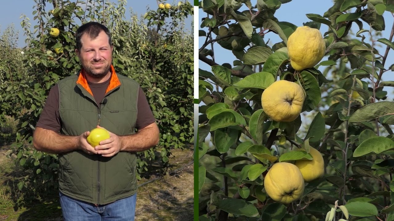 Domaćine kako radiš 22.10.2025. Dunje