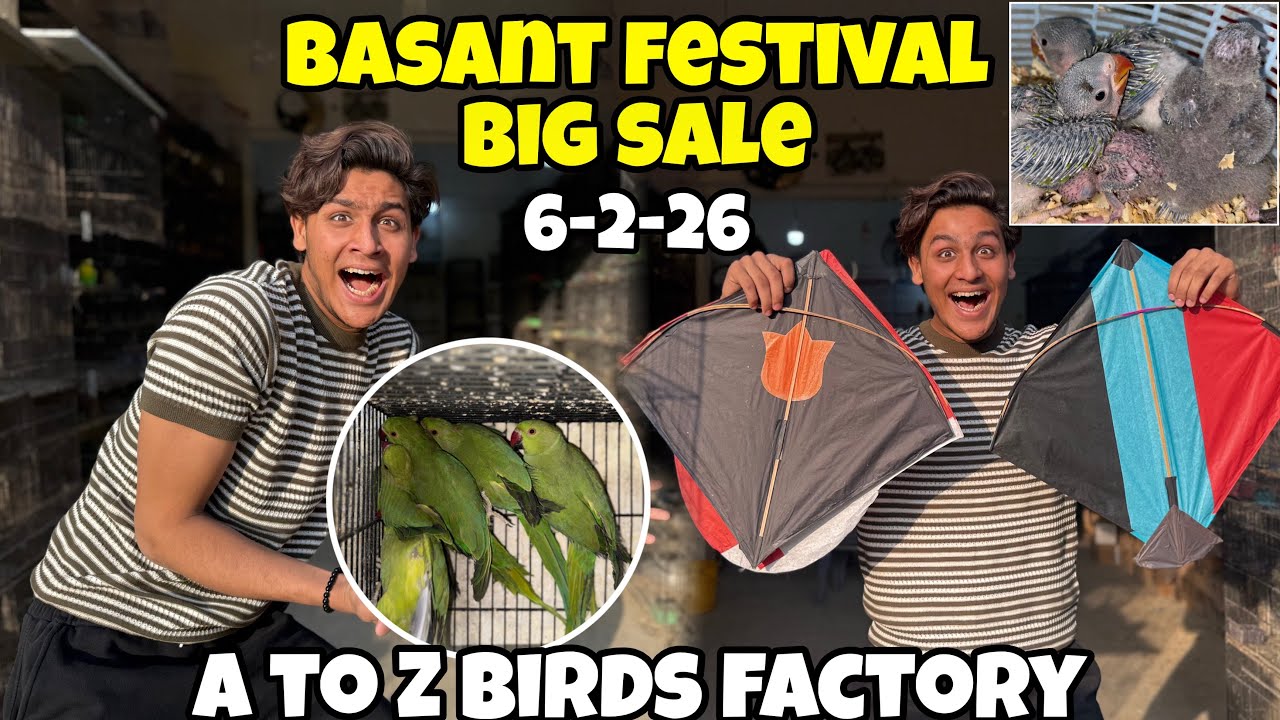 BASANT FESTIVAL AFTER 25 YEARS😱|BIGGEST SALE |6/7/8 PAHARI CHICKS/HOGOROMO/RINGNECK/ETC