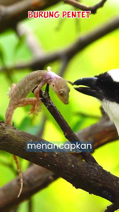 burung pentet atau burung cendet si predator sadis #burungkicau #kicaumania #burungpentet #birds