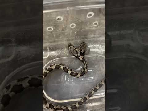 2 Headed Snake