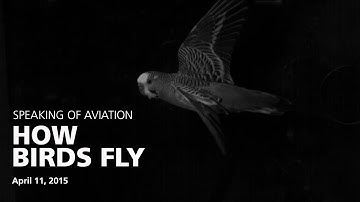 How Birds Fly with Dr. Peter Cavanagh