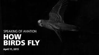 How Birds Fly with Dr. Peter Cavanagh