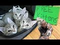 Free Kittens?!