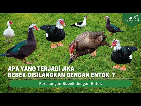 Video: Mengapa itik diberi makan secara paksa?