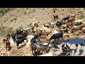 🏕️ Iranian Nomadic Life: 🐑 An Adventurous Day with a Herder Family in the Mountains 🏔️