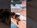 今年蝉太多了 抓点给🐱玩