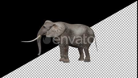 Elephant Eats | Motion Graphics - Envato elements