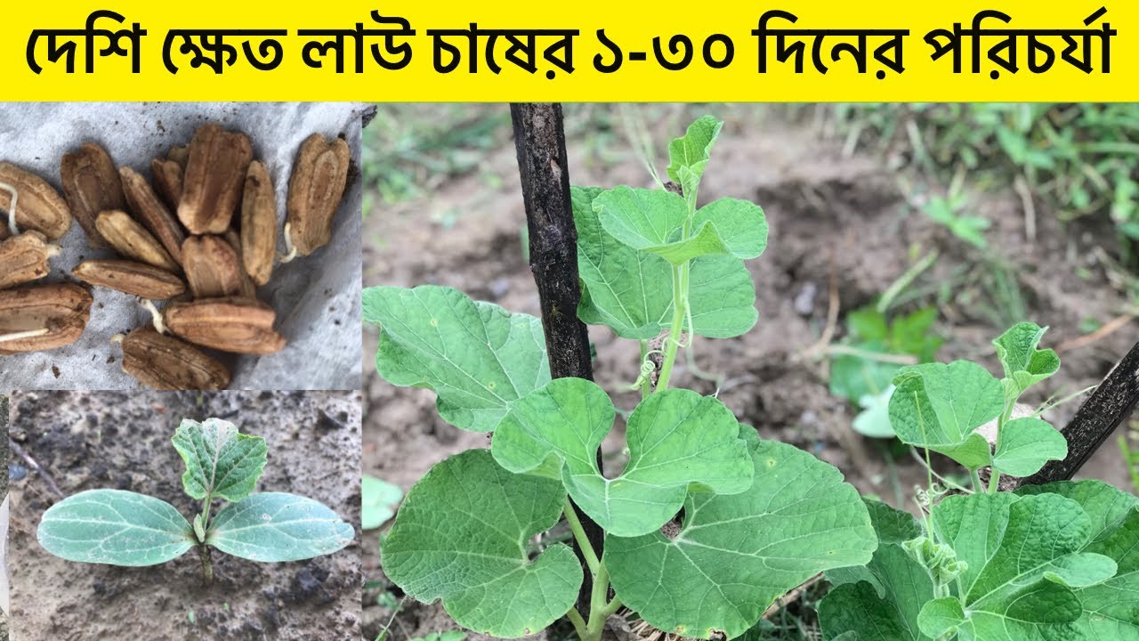 দেশি ক্ষেত লাউ চাষের ১-৩০ দিনের পরিচর্যা। লাউ চাষ পদ্ধতি | How to grow bottle gourd |
