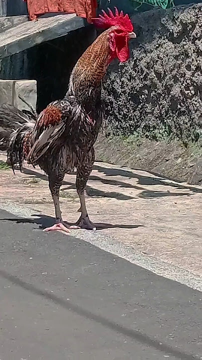 KOKOK AYAM PELUNG