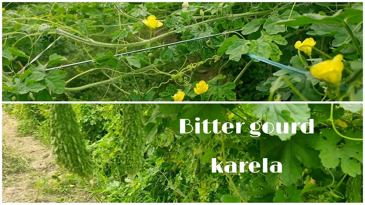 Bitter gourd|karela| farming in india | Travellers and Foodies