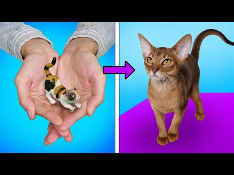Video: La mejor guía de regalos para perros mimados y gatitos mimados