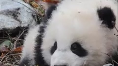 Panda really understands Sichuan dialect 😂