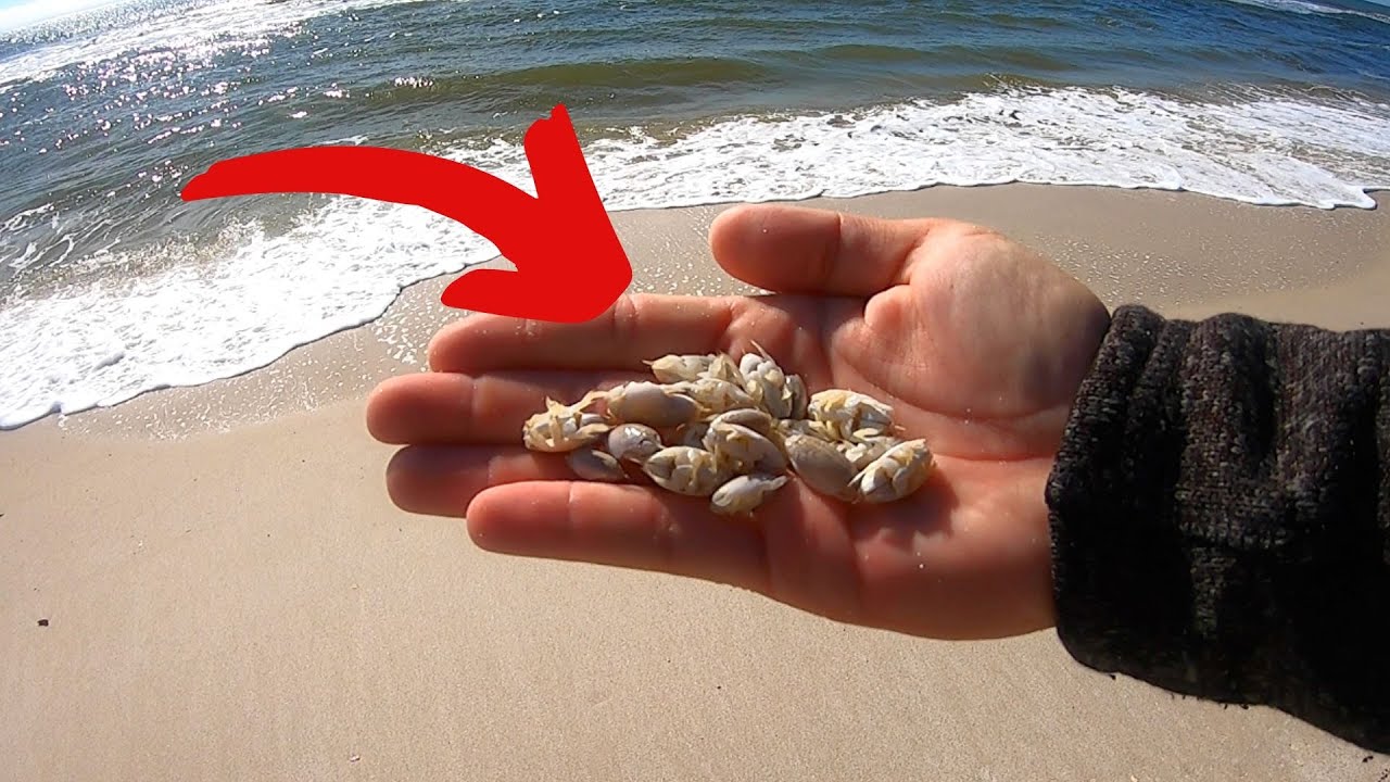 Surf Fishing with Tiny Sand Fleas 