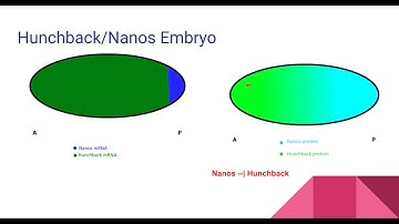 Drosophila Embryogenesis - Anterior/Posterior Patterning [English Captions]