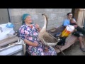 бабушка и ручной гусь (grandma and domestic goose)