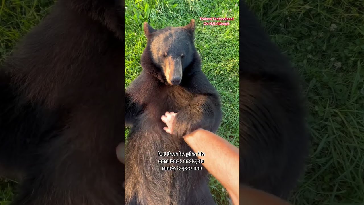 Bears Do Bite Animals Coolanimals Dangerousanimals