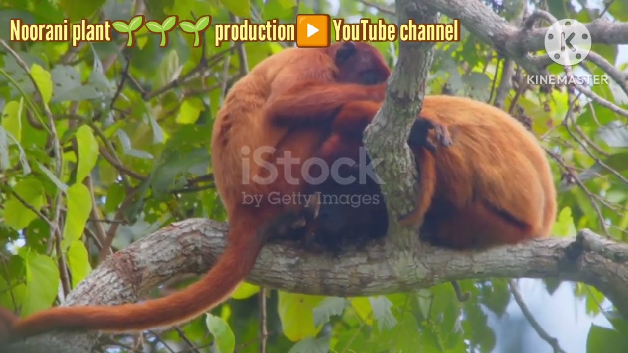 Red Howler monkey🐒