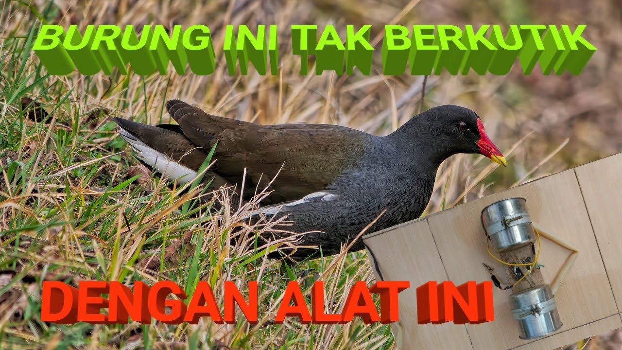 BURUNG MANDAR TAK BERKUTIK MENDENGAR ALAT INI 