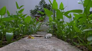 Tiny Kitten - World's smallest cat by Little Kittens 620 views 11 months ago 15 seconds