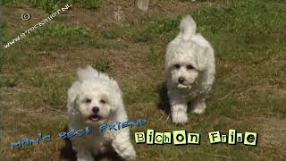 CameraTalk: Bichon Frise Puppies
