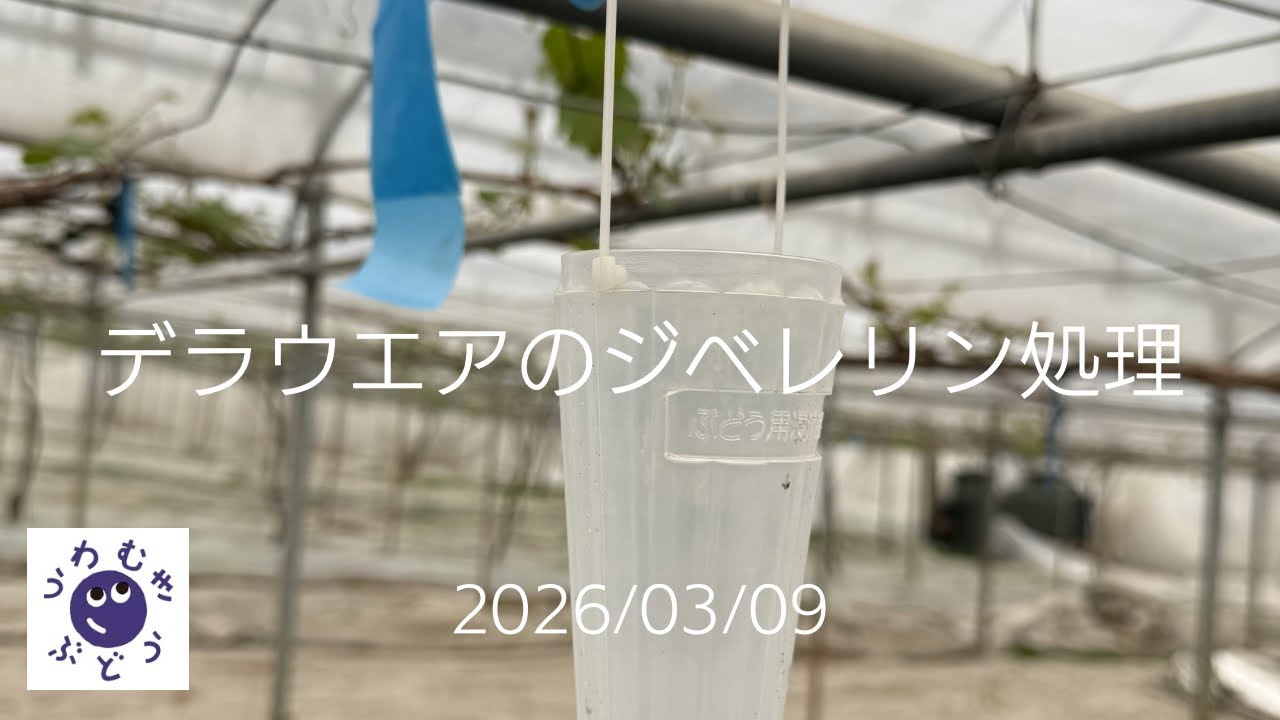 #345 デラウエアのジベレリン処理