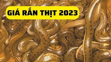 Giá Rắn Thịt | Rắn Thương Phẩm Mới Nhất 2023  – Trại Giống Đông Sơn