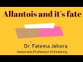 3 in 1: Fate of Allantois II Fate of Vitello-intestinal duct II Connecting stalk II Explained easily