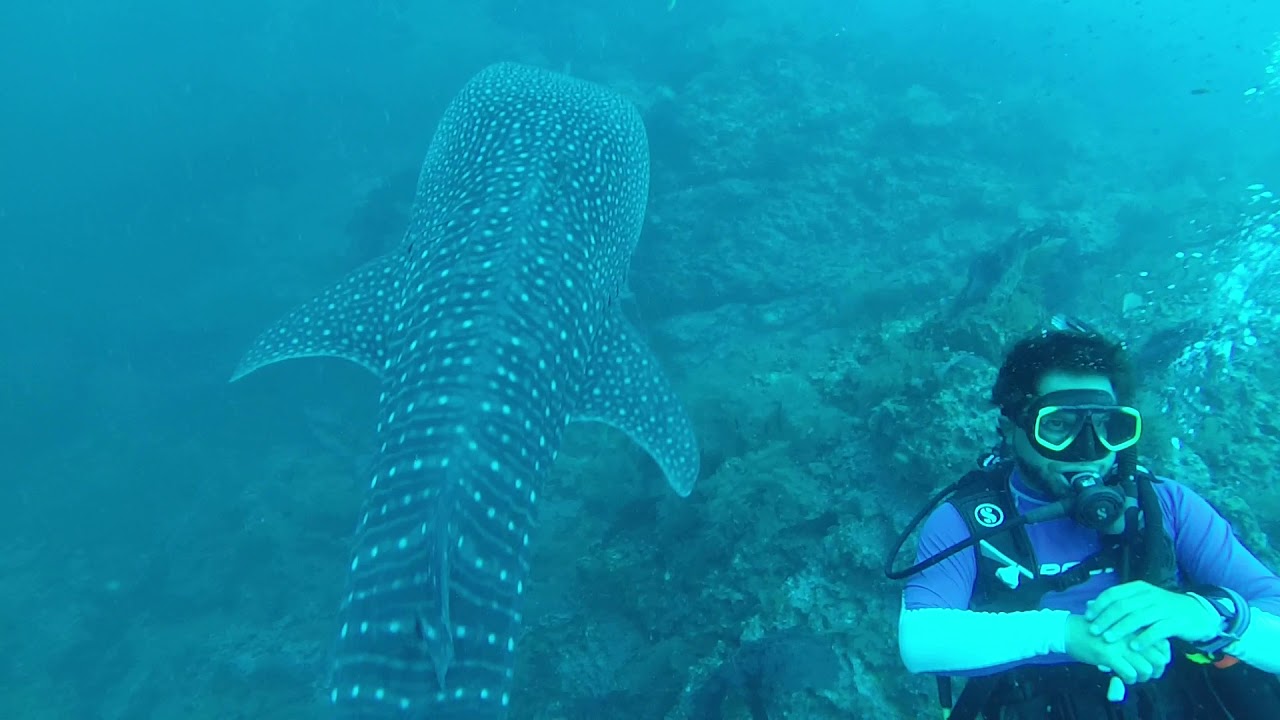 Buceo en Arusí, Chocó, Colombia. Turquí Buceo, Tiburón Ballena, canto de  Ballenas - YouTube