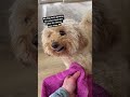 My Dog HATES Being Clean 🤣