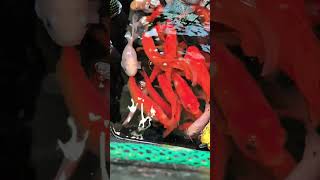 koi fish $29each #koifish #expensive #shorts #viralvideo  #youtubeshorts #shortvideo #youtube #fyp