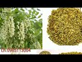 Hoa Hòe dành cho người Cao Huyết Áp (Lh 0985113004)